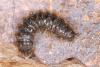 Lagria sp.